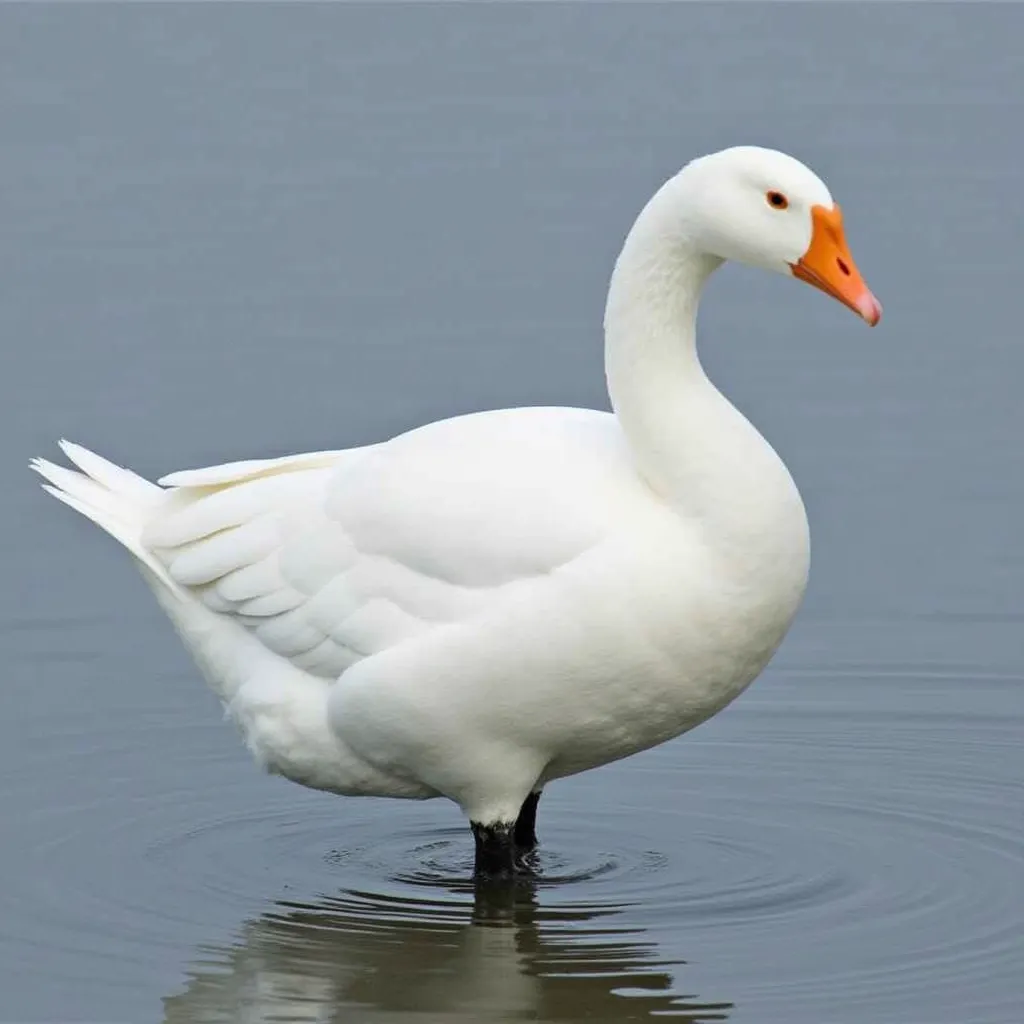 12 Stunning Species of White Birds: A Comprehensive Guide