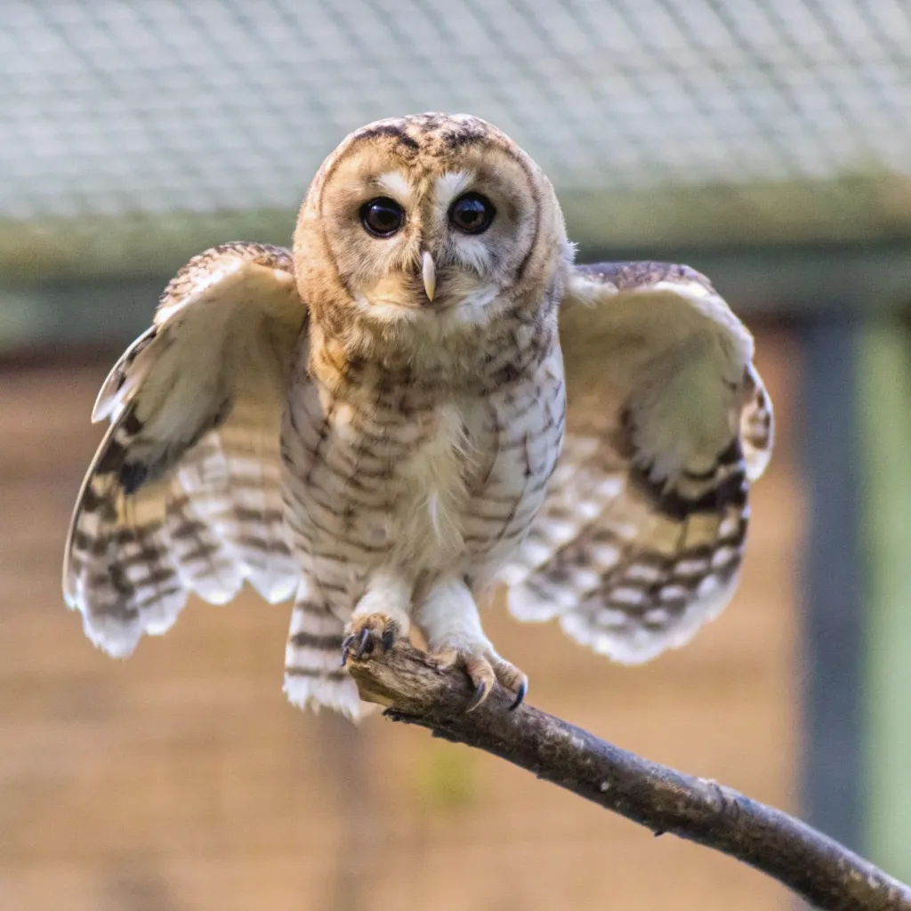 13 Amazing Owl Names Ideas: A Comprehensive List