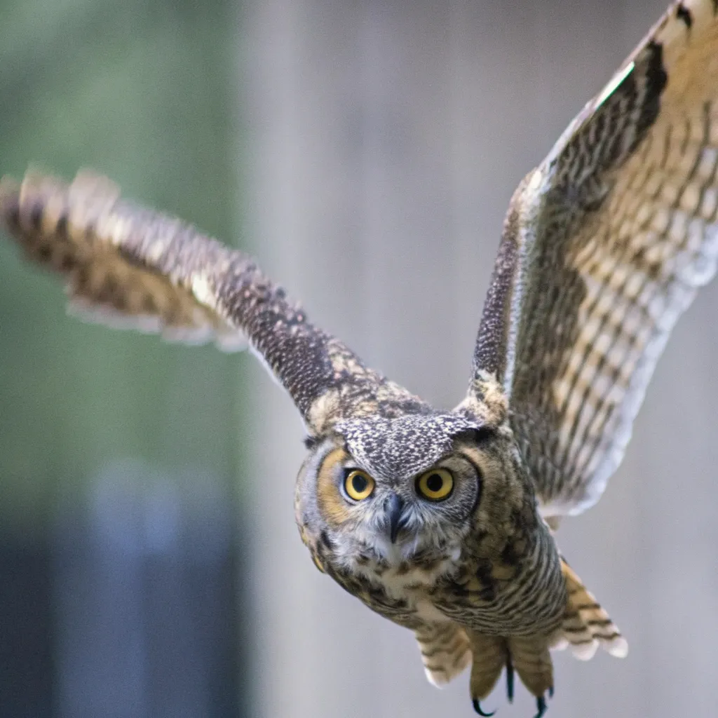 13 Amazing Owl Names Ideas: A Comprehensive List