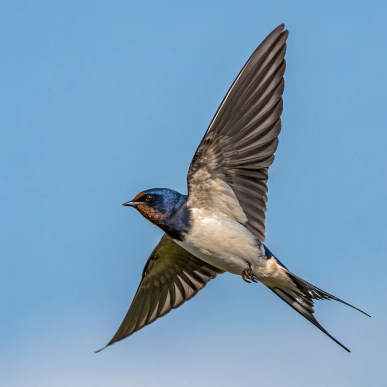 The Swallow Bird: Nature’s Aerial Acrobat, Symbol of Freedom, and Harbinger of Hope