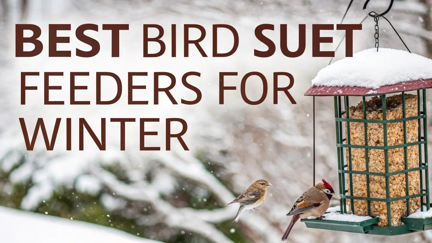 9 Best Bird Suet Feeders for Winter 2026-2026