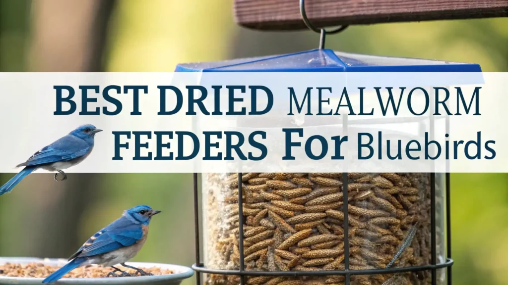Dried Mealworm